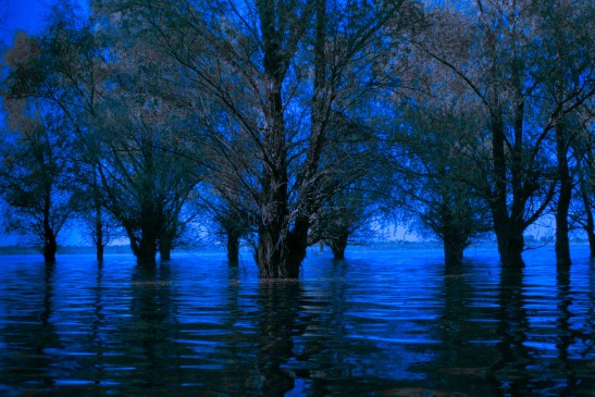 Letea Sunken Forest, Danube Delta